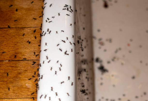 Professional Pest Control in Berkeley, CA