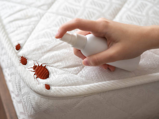 Best Bed Bug Extermination  in Berkeley, CA